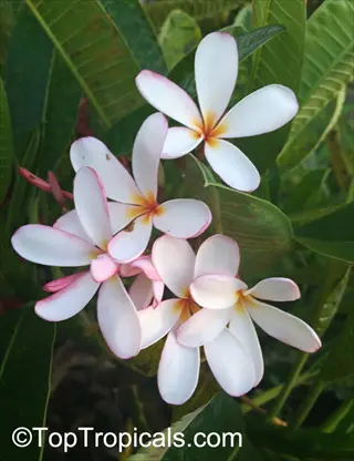 close-up of white plumeria alba flowers with pink-tinged petals and yellow centers among green foliage