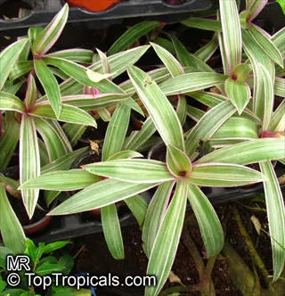 close-up of white variegated tradescantia plants with green-and-white striped leaves in a garden setting