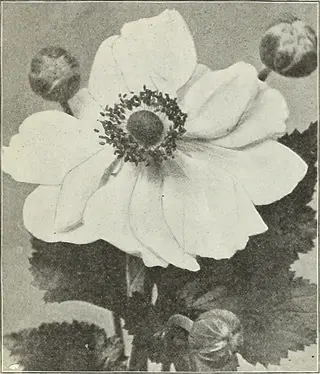 close-up of white whirlwind anemone flowers in black and white, featuring open bloom with dark center, unopened buds, and foliage