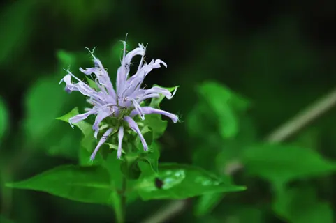 close-up of wild bergamot purple flowers with green foliage