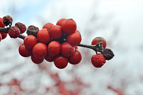 close-up of winterberry holly berries on a branch with blurred natural background