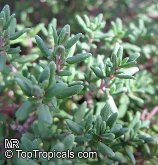 close-up of woolly thyme silver herb plant with small green leaves