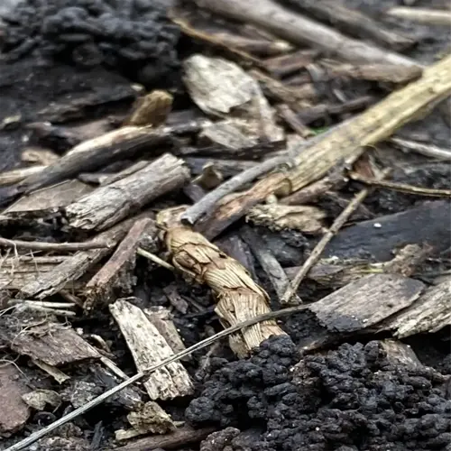 close-up of worm castings in garden soil with wood mulch