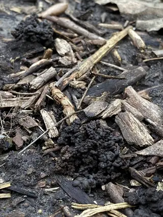 close-up of worm castings soil in organic garden debris with wood chips