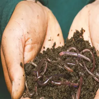 close-up of worms in soil held by hands