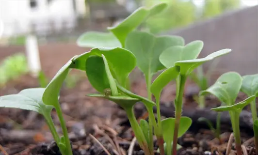 close-up of young radish seedlings thriving in a home garden, showcasing fresh green growth amid fertile soil