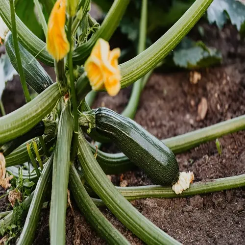 close-up of zucchini plant garden showing developing green zucchini, yellow flowers, and thick stems growing in fertile soil