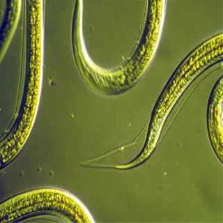 close-up view of beneficial nematodes, showing their slender, worm-like structures against a green background