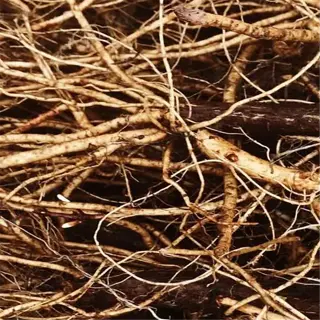 close-up view of organic rhizome selection with intricate root structures