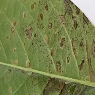 closeup of a leaf with edema blisters and discoloration