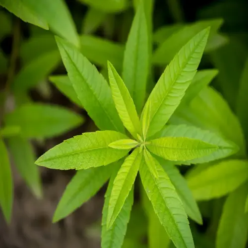closeup of a lemon verbena plant showcasing slender, vibrant green leaves with visible veins against a blurred natural background
