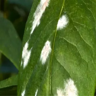closeup of a plant leaf with white mold growth from overwatering