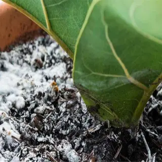 closeup of a plant with white crust on its soil