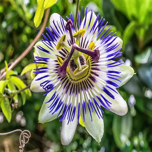 closeup of a vibrant passion flower bloom showcasing intricate blue and white petals with central purple filaments