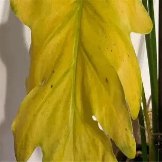 closeup of an overwatered plant with a split yellow leaf