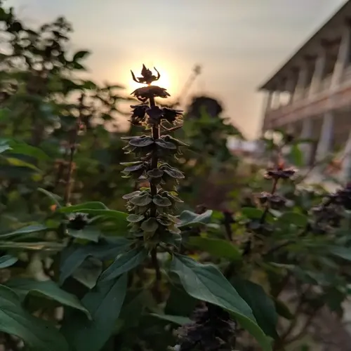 closeup of holy basil plant with purple flowers at sunset, building in background