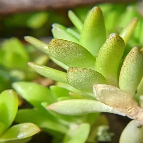 closeup of overwatered plant leaves showing discoloration