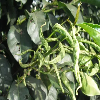 closeup of overwatered plant with curled leaves