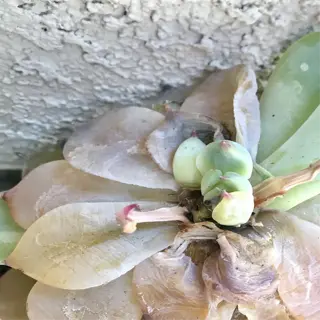 closeup of overwatered succulent with translucent leaves