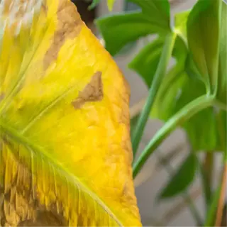 closeup of overwatered yellow plant leaves with discoloration
