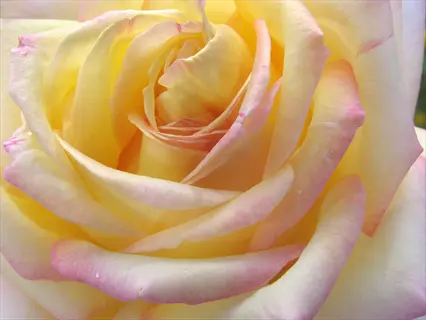 closeup of peace rose flowers with soft yellow petals and pink edges
