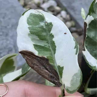closeup of plant leaves with brown spots from overwatering