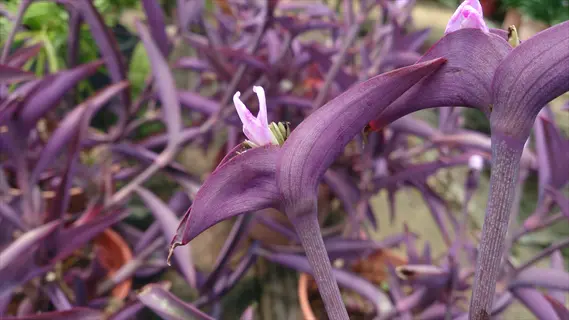 closeup of purple heart plant (tradescantia pallida) showing vibrant purple foliage and delicate pink flowers
