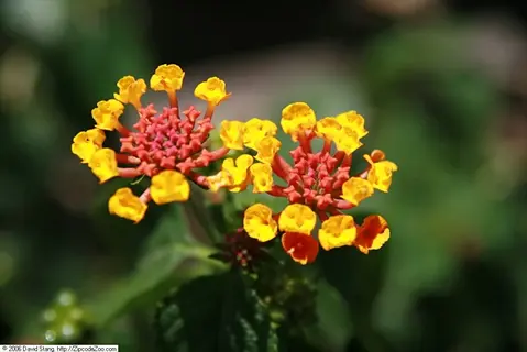 closeup of red lantana flowers with vibrant yellow petals and red centers surrounded by green foliage