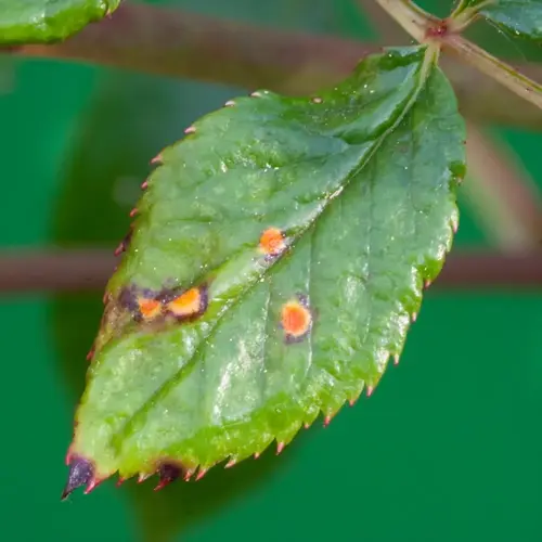 closeup of rose rust disease on a green leaf with orange fungal spots