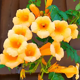 closeup of vibrant golden trumpet vine flowers with green foliage against a brown wooden background