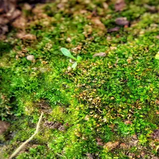 closeup of vibrant green moss growing on soil