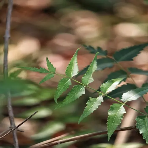 closeup of vibrant green neem tree leaves with serrated edges against blurred natural background
