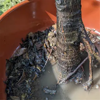 closeup of waterlogged plant soil in a pot