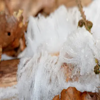 closeup of white mold growth on plant debris