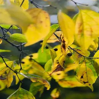 closeup of yellow leaves on a plant, showing signs of age