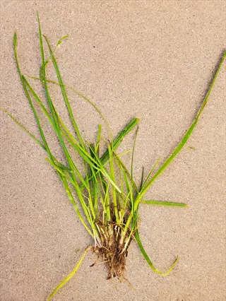 clump of annual ryegrass roots with green foliage on light brown surface, showing fibrous root system and slender leaves