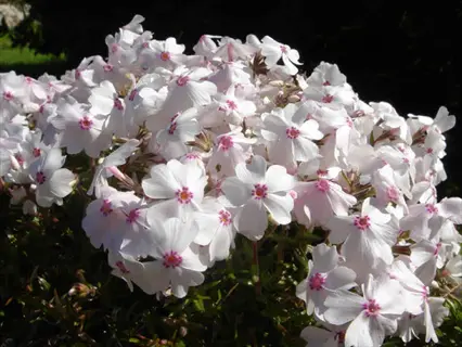 cluster of amazing grace phlox white flowers with pink centers blooming under sunlight