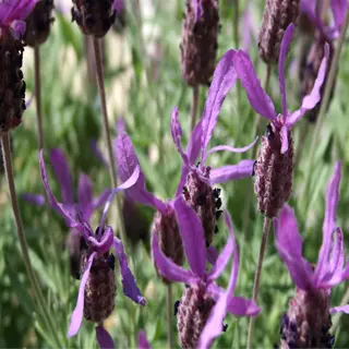 cluster of blooming spanish lavender flowers