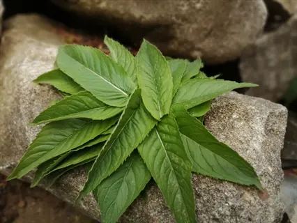 cluster of fresh spearmint plant leaves resting on weathered rocks in a natural setting
