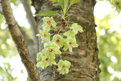 cluster of gyoiko green cherry blossoms blooming on tree bark