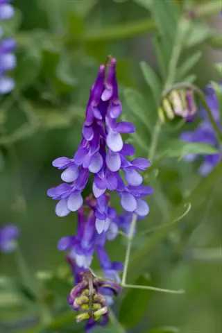 cluster of hairy vetch flowers with purple and white petals, surrounded by green foliage in soft focus