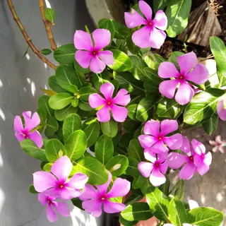 cluster of pink vinca flowers with green leaves growing in a pot, basking in natural sunlight against a building wall