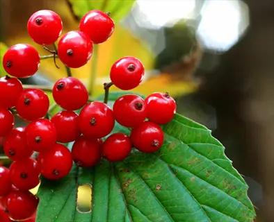 cluster of red nannyberry viburnum fruits on a vibrant green leaf with visible veins