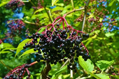 cluster of ripe elderberry berries on a branch with green leaves