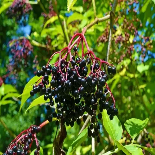 cluster of ripe elderberry bush berries on a plant with green leaves and red stems
