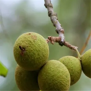 cluster of unripe black walnuts hanging from a branch with a blurred background