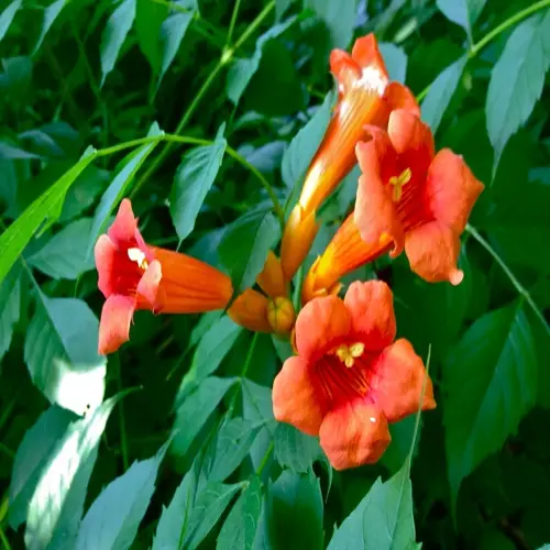 cluster of vibrant trumpet vine orange flowers with green foliage background