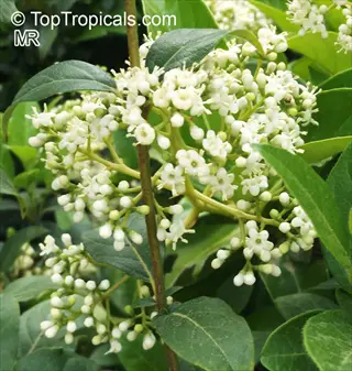 cluster of viburnum white flowers with glossy green leaves