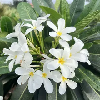 cluster of white narrow leaf plumeria flowers with yellow centers and green foliage