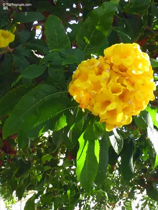 cluster of yellow trumpet vine flowers surrounded by green leaves